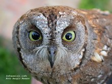 Assiolo Otus scops - sfondo desktop wallpaper - Foto Sergio Fasano